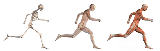 Running skeletons